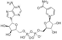 β-烟酰胺腺嘌呤二核苷酸 NAD